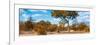 Awesome South Africa Collection Panoramic - Savannah Landscape III-Philippe Hugonnard-Framed Photographic Print