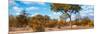 Awesome South Africa Collection Panoramic - Savannah Landscape III-Philippe Hugonnard-Mounted Photographic Print