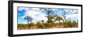 Awesome South Africa Collection Panoramic - Savannah Landscape IV-Philippe Hugonnard-Framed Photographic Print