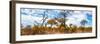 Awesome South Africa Collection Panoramic - Savannah Landscape V-Philippe Hugonnard-Framed Photographic Print