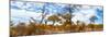 Awesome South Africa Collection Panoramic - Savannah Landscape V-Philippe Hugonnard-Mounted Photographic Print