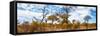 Awesome South Africa Collection Panoramic - Savannah Landscape V-Philippe Hugonnard-Framed Stretched Canvas