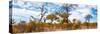 Awesome South Africa Collection Panoramic - Savannah Landscape V-Philippe Hugonnard-Stretched Canvas