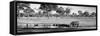 Awesome South Africa Collection Panoramic - Savannah Landscape with Rhino B&W-Philippe Hugonnard-Framed Stretched Canvas