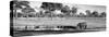 Awesome South Africa Collection Panoramic - Savannah Landscape with Rhino B&W-Philippe Hugonnard-Stretched Canvas