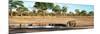 Awesome South Africa Collection Panoramic - Savannah Landscape with Rhino-Philippe Hugonnard-Mounted Photographic Print