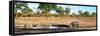 Awesome South Africa Collection Panoramic - Savannah Landscape with Rhino-Philippe Hugonnard-Framed Stretched Canvas