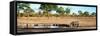 Awesome South Africa Collection Panoramic - Savannah Landscape with Rhino-Philippe Hugonnard-Framed Stretched Canvas