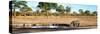 Awesome South Africa Collection Panoramic - Savannah Landscape with Rhino-Philippe Hugonnard-Stretched Canvas