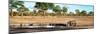 Awesome South Africa Collection Panoramic - Savannah Landscape with Rhino-Philippe Hugonnard-Mounted Premium Photographic Print