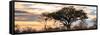 Awesome South Africa Collection Panoramic - Savannah Sunrise-Philippe Hugonnard-Framed Stretched Canvas