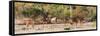 Awesome South Africa Collection Panoramic - Six Nyala Females-Philippe Hugonnard-Framed Stretched Canvas