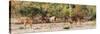 Awesome South Africa Collection Panoramic - Six Nyala Females-Philippe Hugonnard-Stretched Canvas