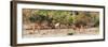 Awesome South Africa Collection Panoramic - Six Nyala Females-Philippe Hugonnard-Framed Photographic Print