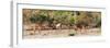 Awesome South Africa Collection Panoramic - Six Nyala Females-Philippe Hugonnard-Framed Photographic Print