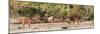 Awesome South Africa Collection Panoramic - Six Nyala Females-Philippe Hugonnard-Mounted Photographic Print