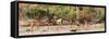 Awesome South Africa Collection Panoramic - Six Nyala Females-Philippe Hugonnard-Framed Stretched Canvas