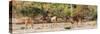 Awesome South Africa Collection Panoramic - Six Nyala Females-Philippe Hugonnard-Stretched Canvas