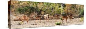 Awesome South Africa Collection Panoramic - Six Nyala Females-Philippe Hugonnard-Stretched Canvas