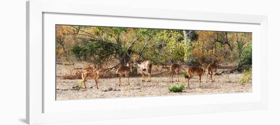 Awesome South Africa Collection Panoramic - Six Nyala Females-Philippe Hugonnard-Framed Photographic Print