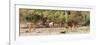 Awesome South Africa Collection Panoramic - Six Nyala Females-Philippe Hugonnard-Framed Photographic Print