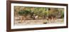Awesome South Africa Collection Panoramic - Six Nyala Females-Philippe Hugonnard-Framed Photographic Print