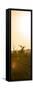 Awesome South Africa Collection Panoramic - Sunrise Road-Philippe Hugonnard-Framed Stretched Canvas