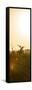 Awesome South Africa Collection Panoramic - Sunrise Road-Philippe Hugonnard-Framed Stretched Canvas