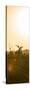 Awesome South Africa Collection Panoramic - Sunrise Road-Philippe Hugonnard-Stretched Canvas