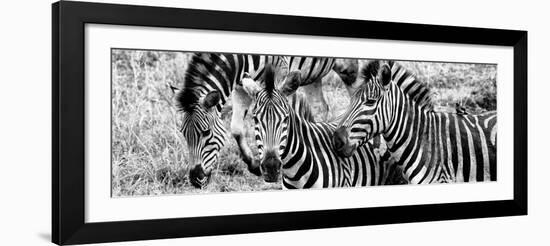 Awesome South Africa Collection Panoramic - Three Burchell's Zebra B&W-Philippe Hugonnard-Framed Photographic Print