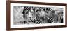 Awesome South Africa Collection Panoramic - Three Burchell's Zebra B&W-Philippe Hugonnard-Framed Photographic Print