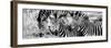 Awesome South Africa Collection Panoramic - Three Burchell's Zebra B&W-Philippe Hugonnard-Framed Photographic Print