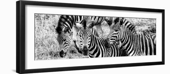 Awesome South Africa Collection Panoramic - Three Burchell's Zebra B&W-Philippe Hugonnard-Framed Photographic Print