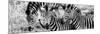 Awesome South Africa Collection Panoramic - Three Burchell's Zebra B&W-Philippe Hugonnard-Mounted Photographic Print