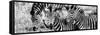 Awesome South Africa Collection Panoramic - Three Burchell's Zebra B&W-Philippe Hugonnard-Framed Stretched Canvas
