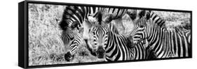 Awesome South Africa Collection Panoramic - Three Burchell's Zebra B&W-Philippe Hugonnard-Framed Stretched Canvas