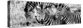 Awesome South Africa Collection Panoramic - Three Burchell's Zebra B&W-Philippe Hugonnard-Stretched Canvas