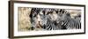 Awesome South Africa Collection Panoramic - Three Burchell's Zebra-Philippe Hugonnard-Framed Photographic Print