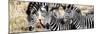 Awesome South Africa Collection Panoramic - Three Burchell's Zebra-Philippe Hugonnard-Mounted Photographic Print