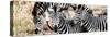 Awesome South Africa Collection Panoramic - Three Burchell's Zebra-Philippe Hugonnard-Stretched Canvas