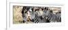 Awesome South Africa Collection Panoramic - Three Burchell's Zebra-Philippe Hugonnard-Framed Photographic Print