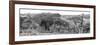 Awesome South Africa Collection Panoramic - Three Giraffes B&W-Philippe Hugonnard-Framed Photographic Print