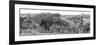 Awesome South Africa Collection Panoramic - Three Giraffes B&W-Philippe Hugonnard-Framed Photographic Print