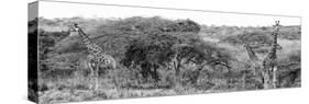 Awesome South Africa Collection Panoramic - Three Giraffes B&W-Philippe Hugonnard-Stretched Canvas