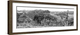 Awesome South Africa Collection Panoramic - Three Giraffes B&W-Philippe Hugonnard-Framed Photographic Print