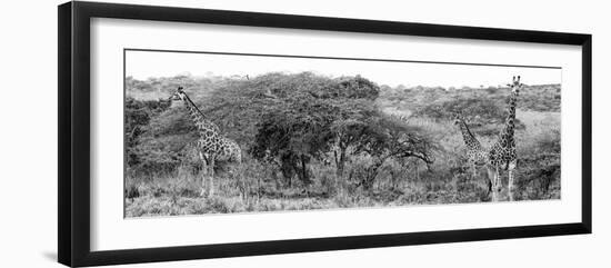 Awesome South Africa Collection Panoramic - Three Giraffes B&W-Philippe Hugonnard-Framed Photographic Print