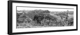 Awesome South Africa Collection Panoramic - Three Giraffes B&W-Philippe Hugonnard-Framed Photographic Print