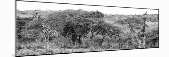 Awesome South Africa Collection Panoramic - Three Giraffes B&W-Philippe Hugonnard-Mounted Photographic Print