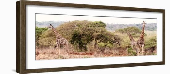 Awesome South Africa Collection Panoramic - Three Giraffes II-Philippe Hugonnard-Framed Photographic Print