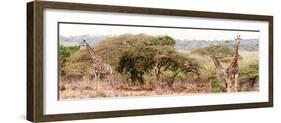 Awesome South Africa Collection Panoramic - Three Giraffes II-Philippe Hugonnard-Framed Photographic Print